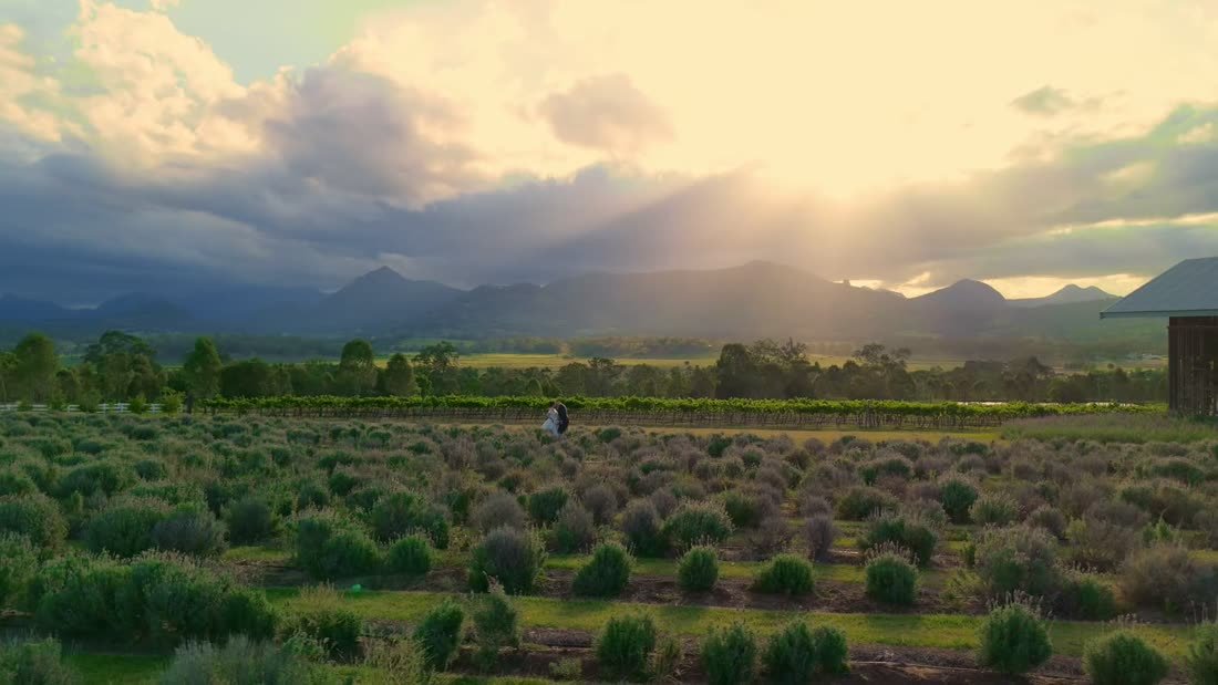 Drone view of a couple in a lavender field at sunset